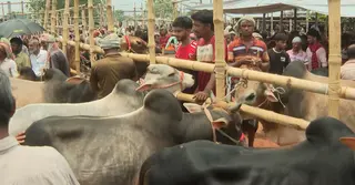 জমে উঠছে রাজশাহীর কোরবানির হাট; হাজার কোটি টাকার গবাদিপশু বেচাকেনার আশা